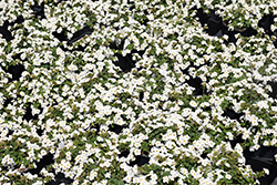 MegaCopa White Bacopa (Sutera cordata 'Balmecowite') at Lakeshore Garden Centres