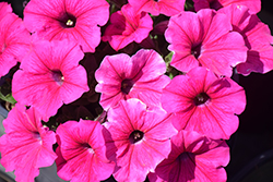 Durabloom Hot Pink Petunia (Petunia 'Durabloom Hot Pink') at Lakeshore Garden Centres