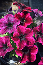 Crazytunia Cosmic Purple Petunia (Petunia 'Crazytunia Cosmic Purple') at Lakeshore Garden Centres