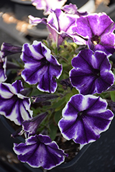 Crazytunia Blue Ice Petunia (Petunia 'Crazytunia Blue Ice') at Lakeshore Garden Centres