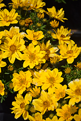 Sun Drop Double Yellow Bidens (Bidens ferulifolia 'Balbisdel') at Lakeshore Garden Centres