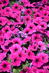 Durabloom Purple Petunia (Petunia 'Durabloom Purple') at Lakeshore Garden Centres