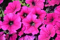 Durabloom Purple Petunia (Petunia 'Durabloom Purple') at Lakeshore Garden Centres