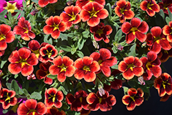 Bumble Bee Orange Calibrachoa (Calibrachoa 'Balbumora') at Lakeshore Garden Centres