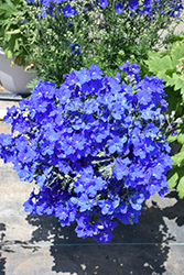 Jenny's Pearl Blue Delphinium (Delphinium grandiflorum 'Jenny's Pearl Blue') at Lakeshore Garden Centres