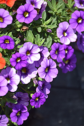 Cha-Cha Lavender Calibrachoa (Calibrachoa 'Balchalav') at Lakeshore Garden Centres