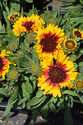 Galya Blazing Sun Blanket Flower (Gaillardia x grandiflora 'Galya Blazing Sun') at Lakeshore Garden Centres