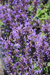 Sunrise Blue Hyssop (Agastache 'Sunrise Blue') at Lakeshore Garden Centres