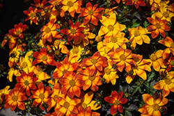 Blazing Fire  Bidens (Bidens ferulifolia 'Blazing Fire') at Lakeshore Garden Centres