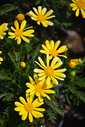 Green Leafed Euryops (Euryops pectinatus 'Viridis') at Lakeshore Garden Centres