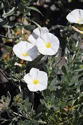 Silverbush (Convolvulus cneorum) at Lakeshore Garden Centres