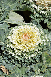 Osaka White Ornamental Cabbage (Brassica oleracea 'Osaka White') at Lakeshore Garden Centres