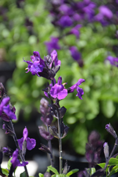 Mirage Violet Autumn Sage (Salvia greggii 'Balmirvio') at Lakeshore Garden Centres