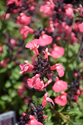 Mirage Salmon Autumn Sage (Salvia greggii 'Balmirsal') at Lakeshore Garden Centres