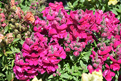 Snaptastic Magenta Snapdragon (Antirrhinum majus 'Snaptastic Magenta') at Lakeshore Garden Centres