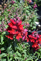 Snaptastic Red Snapdragon (Antirrhinum majus 'Snaptastic Red') at Lakeshore Garden Centres