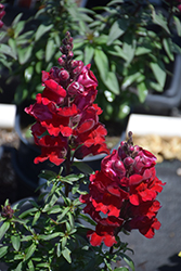 Sonnet Carmine Snapdragon (Antirrhinum majus 'Sonnet Carmine') at Lakeshore Garden Centres