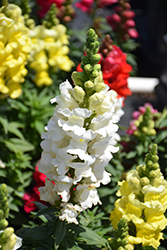 Sonnet White Snapdragon (Antirrhinum majus 'Sonnet White') at Lakeshore Garden Centres