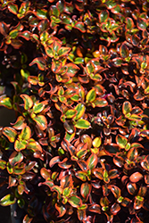 Tequila Sunrise Mirror Bush (Coprosma repens 'Tequila Sunrise') at Lakeshore Garden Centres