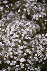 Festival White Baby's Breath (Gypsophila paniculata 'Festival White') at Green Thumb Garden Centre