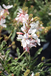Belleza White Gaura (Gaura lindheimeri 'KLEGL14844') at Lakeshore Garden Centres