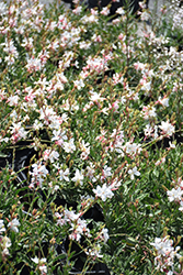 Belleza White Gaura (Gaura lindheimeri 'KLEGL14844') at Lakeshore Garden Centres