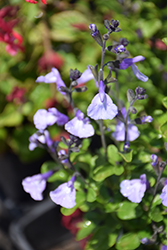 So Cool Pale Blue Sage (Salvia 'So Cool Pale Blue') at Lakeshore Garden Centres