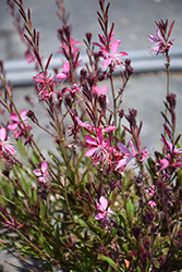 Whiskers Deep Rose Gaura (Gaura lindheimeri 'Whiskers Deep Rose') at Lakeshore Garden Centres