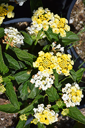 Lucky Lemon Cream Lantana (Lantana camara 'Lucky Lemon Cream') at Lakeshore Garden Centres