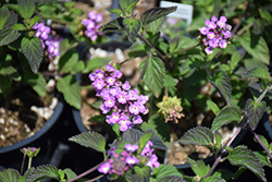 Lavender Trailing Lantana (Lantana montevidensis 'Lavender') at Lakeshore Garden Centres