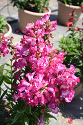 PepTalk Cerise Beard Tongue (Penstemon 'PepTalk Cerise') at Lakeshore Garden Centres