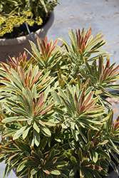 Ascot Rainbow Variegated Spurge (Euphorbia 'Ascot Rainbow') at A Very Successful Garden Center