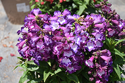 PepTalk Purple Beard Tongue (Penstemon 'PepTalk Purple') at Lakeshore Garden Centres