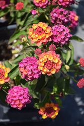 Lucky Sunrise Rose Lantana (Lantana camara 'Lucky Sunrise Rose') at Lakeshore Garden Centres