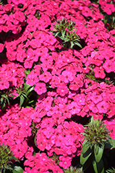 Amazon Neon Cherry Pinks (Dianthus 'PAS247229') at Lakeshore Garden Centres