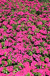 Amazon Neon Cherry Pinks (Dianthus 'PAS247229') at Lakeshore Garden Centres