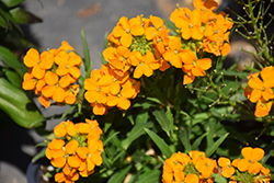 Sunstrong Orange Wallflower (Erysimum linifolium 'Sunstrong Orange') at Lakeshore Garden Centres