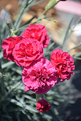 Devon Cottage Waterloo Sunset Pinks (Dianthus 'Waterloo Sunset') at Lakeshore Garden Centres