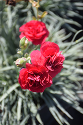 Devon Cottage Ruby's Tuesday Pinks (Dianthus 'Valda Kitty') at Lakeshore Garden Centres