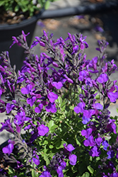 Mirage Deep Purple Autumn Sage (Salvia greggii 'Balmirdepur') at Lakeshore Garden Centres