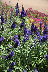 Buzz Midnight Butterfly Bush (Buddleia davidii 'Buzz Midnight') at Lakeshore Garden Centres