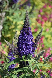 Buzz Midnight Butterfly Bush (Buddleia davidii 'Buzz Midnight') at Lakeshore Garden Centres