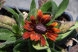Summerina Brown Echibeckia (Echibeckia 'Summerina Brown') at Lakeshore Garden Centres