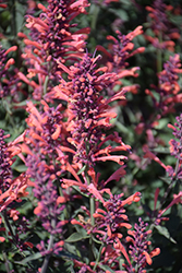 Kudos Coral Hyssop (Agastache 'Kudos Coral') at Peter Knippel Garden Centre