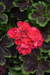 Brocade Cherry Night Geranium (Pelargonium 'Brocade Cherry Night') at Lakeshore Garden Centres