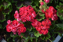 Brocade Cherry Night Geranium (Pelargonium 'Brocade Cherry Night') at Lakeshore Garden Centres