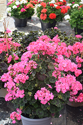 Pillar Pink Geranium (Pelargonium 'Pillar Pink') at Lakeshore Garden Centres