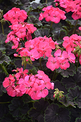 Tall Dark & Handsome Hot Pink Geranium (Pelargonium 'PEL14-03') at Lakeshore Garden Centres