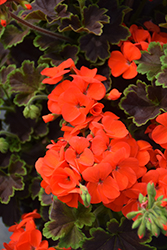 Tall Dark and Handsome Blood Orange Geranium (Pelargonium 'PEL14-05') at Lakeshore Garden Centres