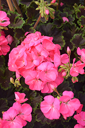 Tall Dark & Handsome Hot Pink Geranium (Pelargonium 'PEL14-03') at Lakeshore Garden Centres